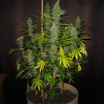 Насіння конопель White Magic Feminised